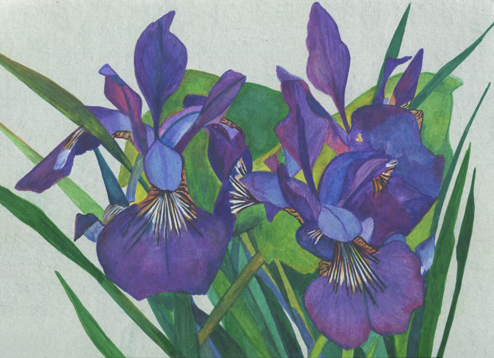 Iris bleu-France-Aquarelle-Gaëlle Pelachaud