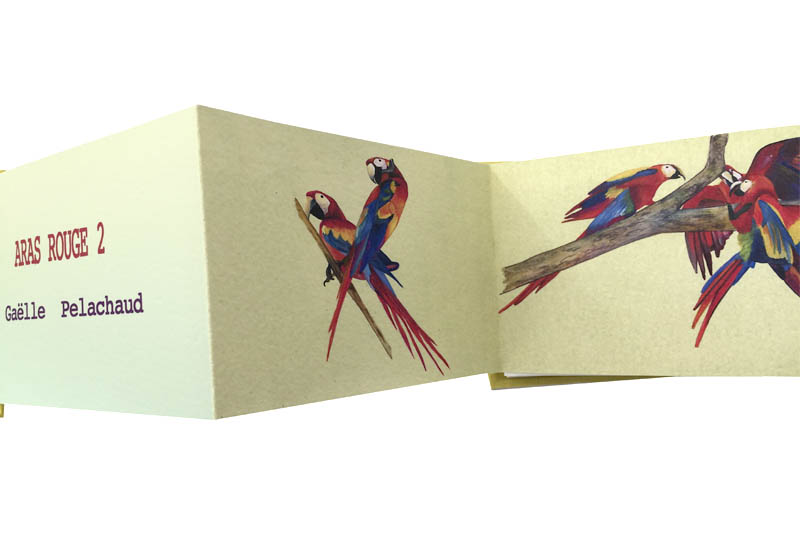 Aras rouge- Petit livre - Gaëlle Pelachaud