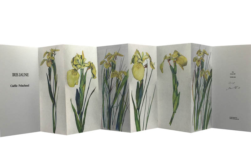 Iris jaune- Petit livre - Gaëlle Pelachaud