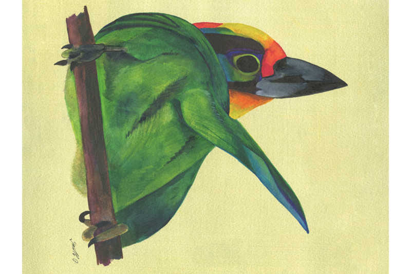 Barbu Malais - Black-browed barbet Aquarelle Gaëlle Pelachaud