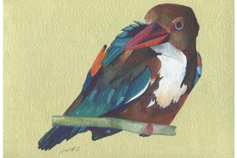 Martin-chasseur de Smyrne - White treated kingfisher Aquarelle Gaëlle Pelachaud