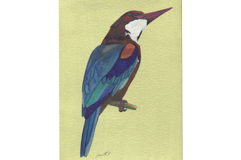 Martin-chasseur de Smyrne - White treated kingfisher Aquarelle Gaëlle Pelachaud