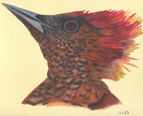 Pic minium - Banded Woodpecker. Aquarelle Gaëlle Pelachaud