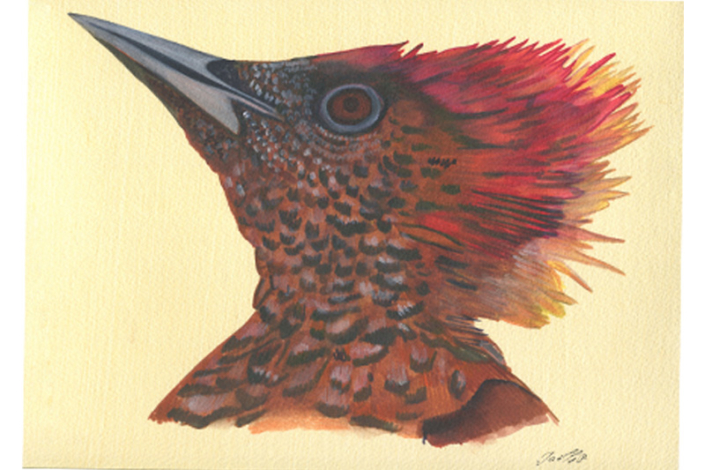 Pic minium - Banded Woodpecker. Aquarelle Gaëlle Pelachaud