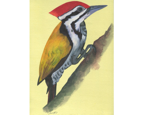 Pic Oriflamme - Olive -Backed Woodpecker Aquarelle Gaëlle Pelachaud