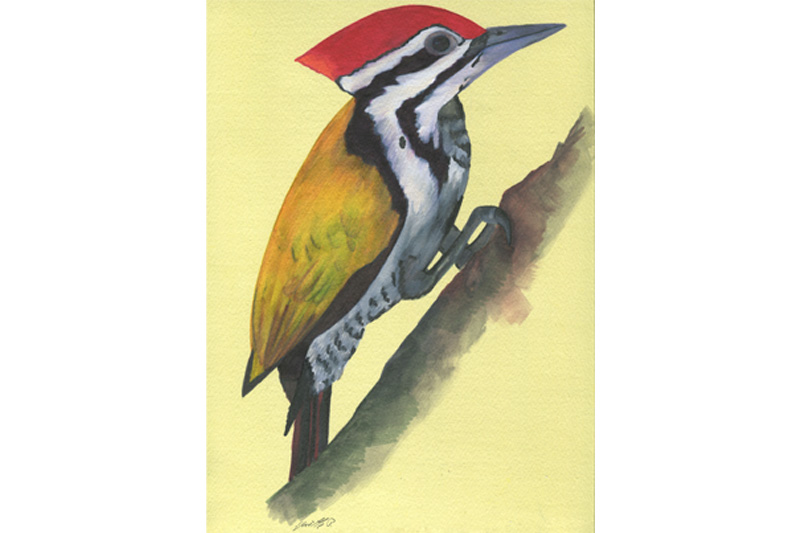 Pic Oriflamme - Olive -Backed Woodpecker Aquarelle Gaëlle Pelachaud