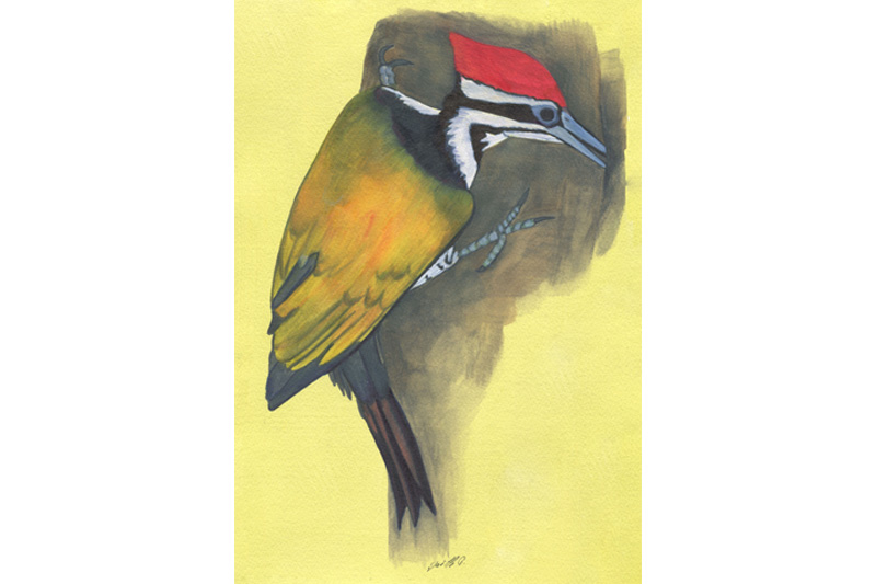 Pic Oriflamme - Olive -Backed Woodpecker Aquarelle Gaëlle Pelachaud