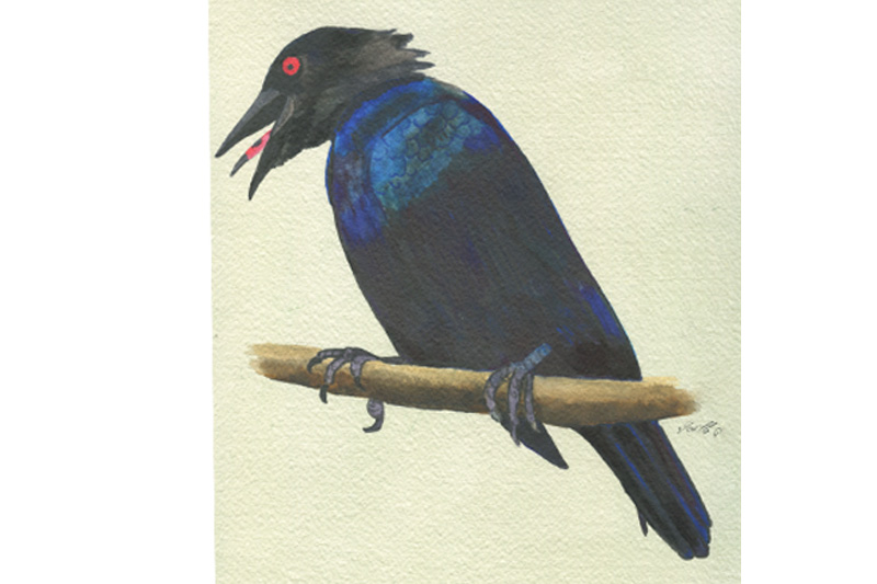 Stourne bronzé - Asian Glossy Starling Aquarelle Gaëlle Pelachaud