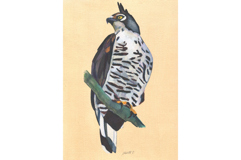 Aigle de Blyth - Blyth's hawk-Eagle Aquarelle Gaëlle Pelachaud