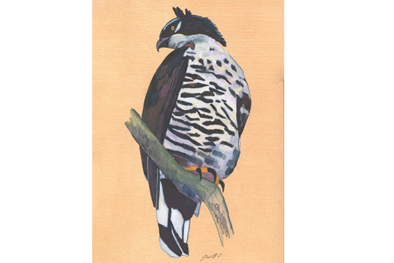 Aigle de Blyth - Blyth's hawk-Eagle Aquarelle Gaëlle Pelachaud