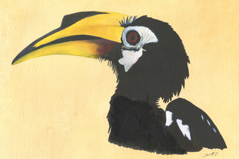 Calao pie- Hornbill Aquarelle Gaëlle Pelachaud