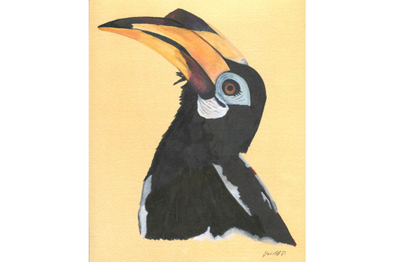 Calao pie- Hornbill Aquarelle Gaëlle Pelachaud