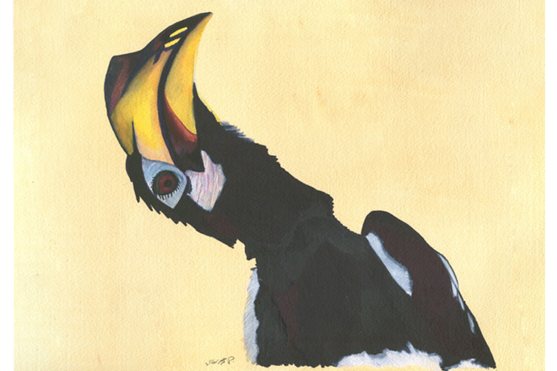 Calao pie- Hornbill Aquarelle Gaëlle Pelachaud