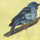 Eumias indigo - Indigo Flycatcher Aquarelle Gaëlle Pelachaud