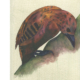 Pic brun - Rufus Woodpecker Aquarelle Gaëlle Pelachaud