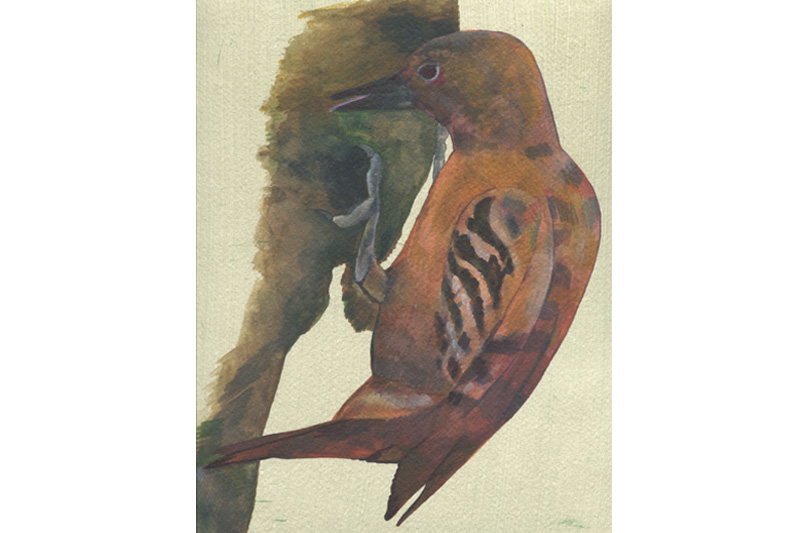 Pic brun - Rufus Woodpecker Aquarelle Gaëlle Pelachaud