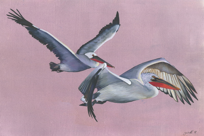 Pélican frisé - Dalmatian Pelican Aquarelle Gaëlle Pelachaud