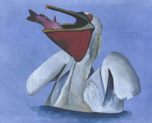 Pélican frisé - Dalmatian Pelican Aquarelle Gaëlle Pelachaud