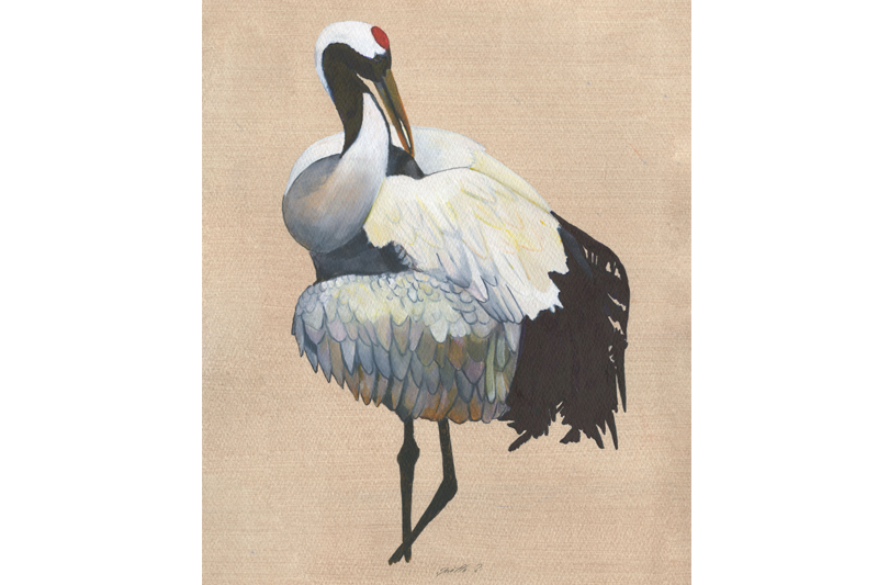 Grue du Japon - Red crowned Crane Aquarelle Gaëlle Pelachaud