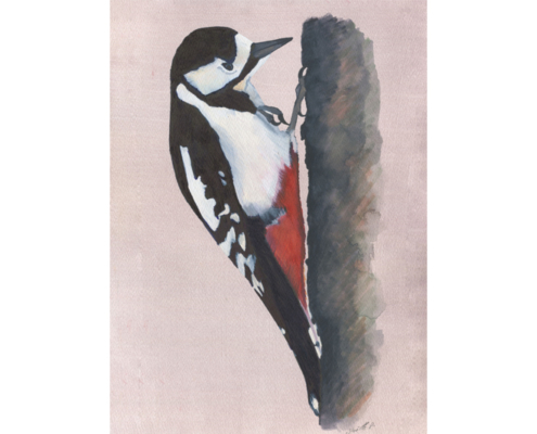 Pic épeiche - Great Spotted Woodpecker Aquarelle Gaëlle Pelachaud