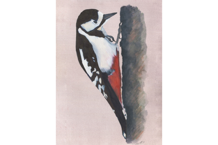 Pic épeiche - Great Spotted Woodpecker Aquarelle Gaëlle Pelachaud
