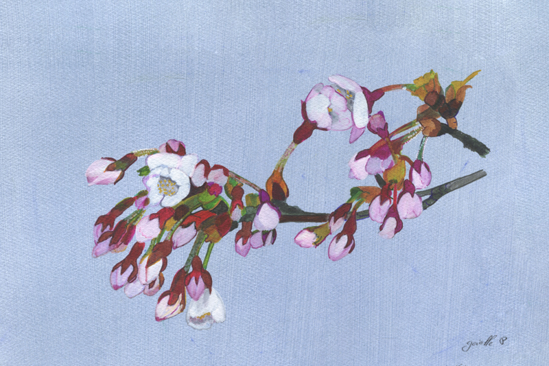 Cerisier en Fleur - Cherry Blossom - Sakura Aquarelle Gaëlle Pelachaud