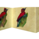 Pic minium - Banded Woodpecker Gaëlle Pelachaud