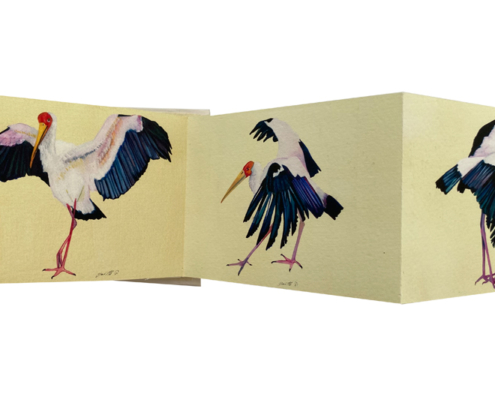 Cigogne colorée - Painted stork Gaëlle Pelachaud
