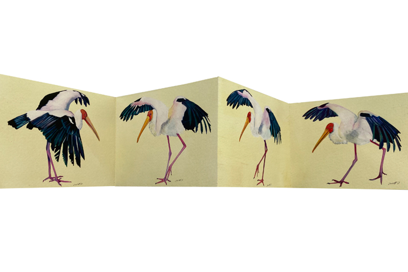 Cigogne colorée - Painted stork Gaëlle Pelachaud