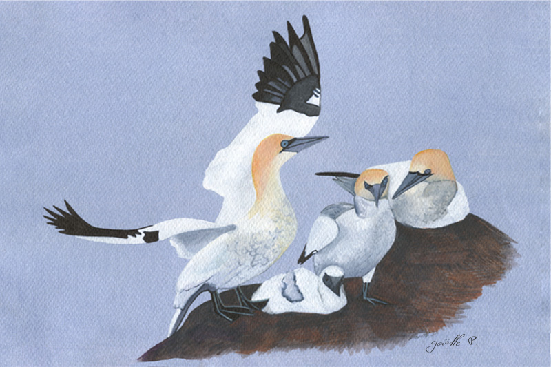 Fou de Bassan Northen Gannet Œuvre sur papier Gaëlle Pelachaud