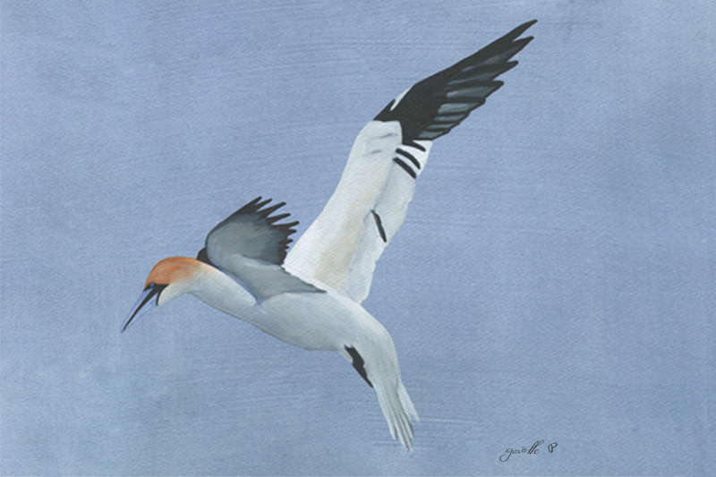 Fou de Bassan Northen Gannet Œuvre sur papier Gaëlle Pelachaud