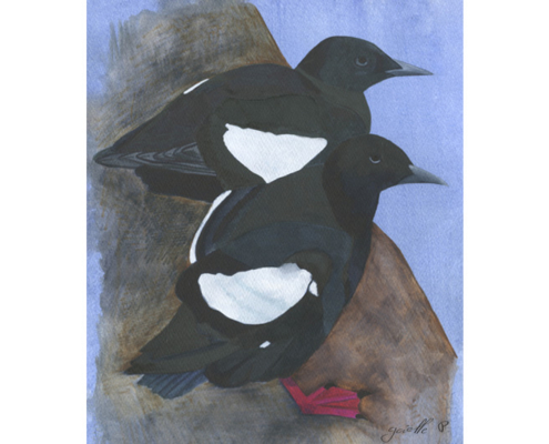 Guillemot à miroir Black Guillemot Œuvre sur papier Gaëlle Pelachaud