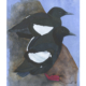 Guillemot à miroir Black Guillemot Œuvre sur papier Gaëlle Pelachaud