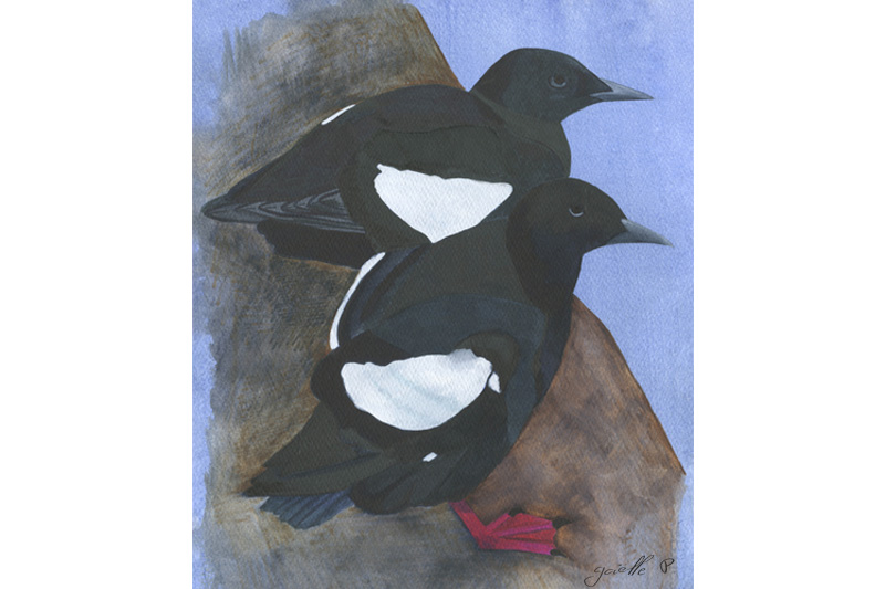 Guillemot à miroir Black Guillemot Œuvre sur papier Gaëlle Pelachaud