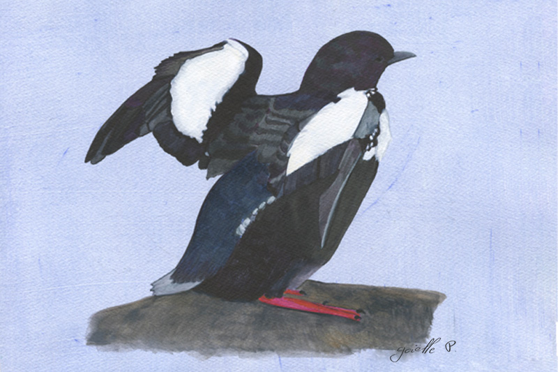 Guillemot à miroir Black Guillemot Œuvre sur papier Gaëlle Pelachaud