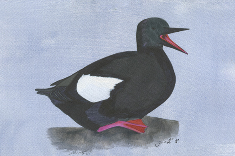 Guillemot à miroir Black Guillemot Œuvre sur papier Gaëlle Pelachaud