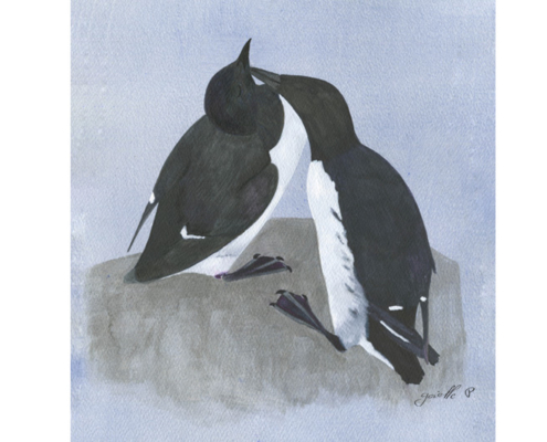 Guillemot marmette Common Mure Œuvre sur papier Gaëlle Pelachaud