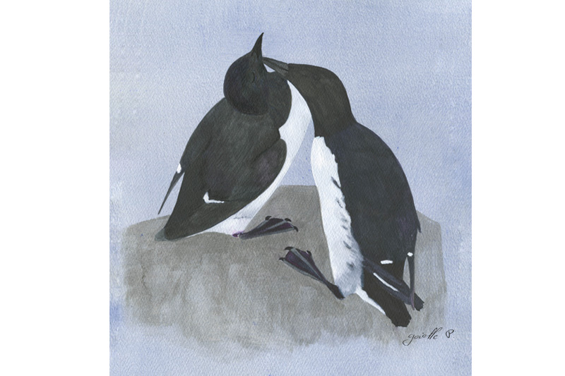 Guillemot marmette Common Mure Œuvre sur papier Gaëlle Pelachaud