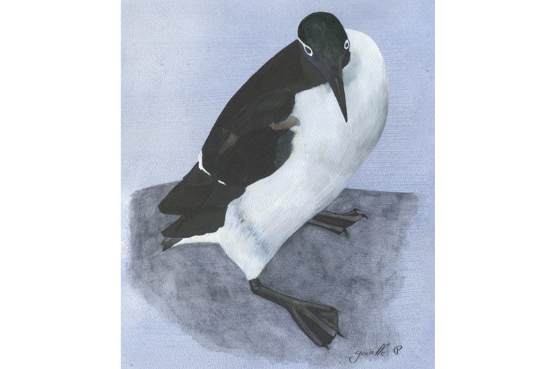 Guillemot marmette Common Mure Œuvre sur papier Gaëlle Pelachaud