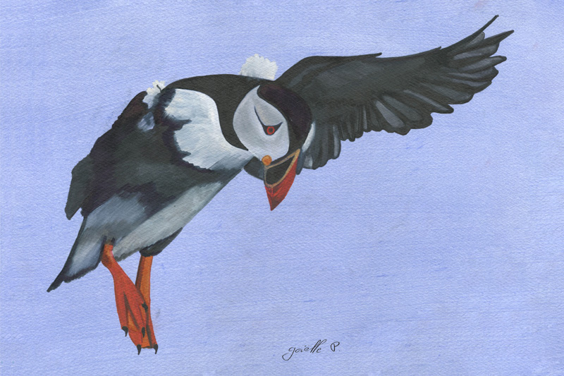 Macareux moine Atlantic puffin Œuvre sur papier Gaëlle Pelachaud