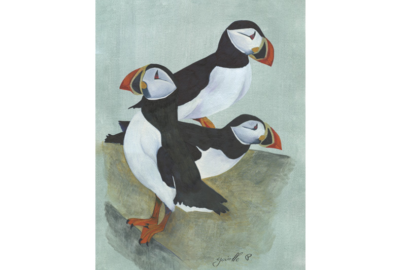 Macareux moine Atlantic puffin Œuvre sur papier Gaëlle Pelchaud