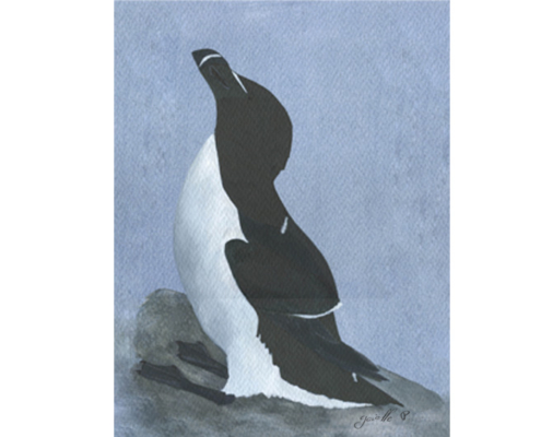 Petit pingouin Razorbill Œuvre sur papier Gaëlle Pelachaud