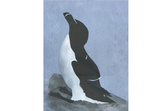 Petit pingouin Razorbill Œuvre sur papier Gaëlle Pelachaud