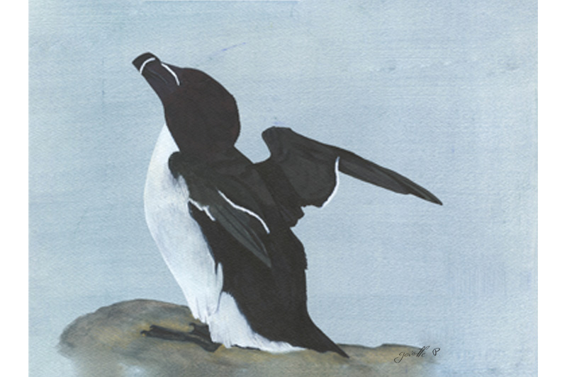 Petit pingouin Razorbill Œuvre sur papier Gaëlle Pelachaud