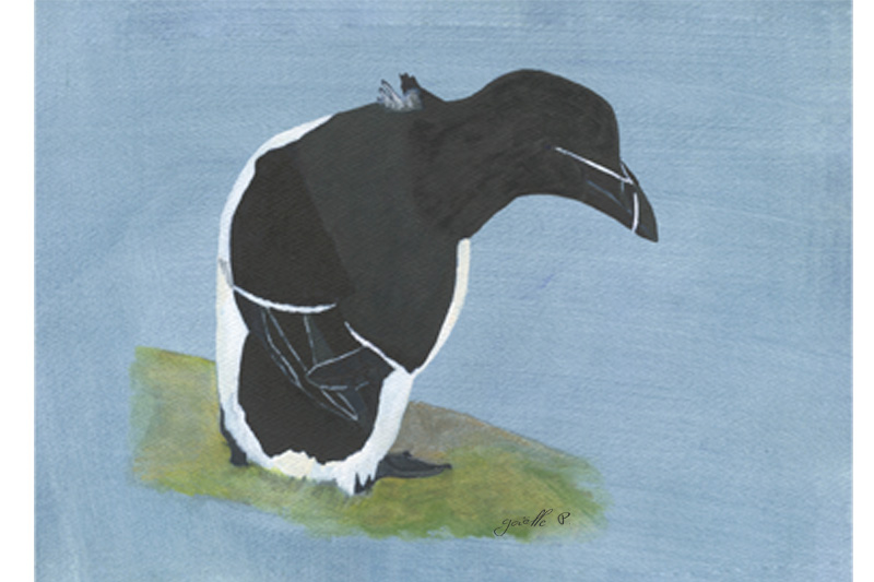 Petit pingouin Razorbill Œuvre sur papier Gaëlle Pelachaud