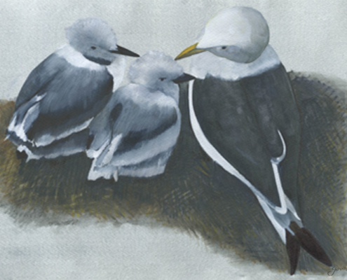 Mouette tridactyle Black-legged Kittiwake Œuvre sur papier Gaëlle Pelachaud