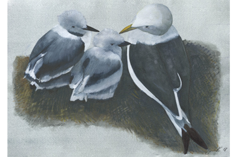 Mouette tridactyle Black-legged Kittiwake Œuvre sur papier Gaëlle Pelachaud