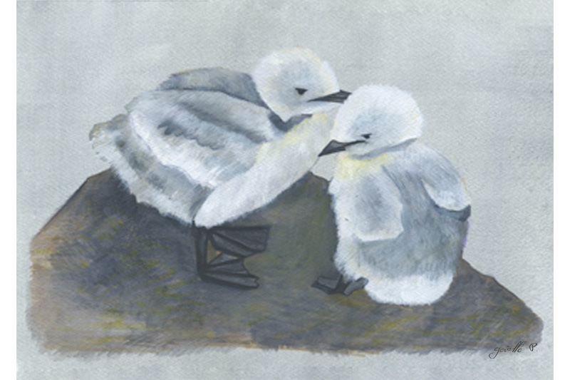 Mouette tridactyle Black-legged Kittiwake Œuvre sur papier Gaëlle Pelachaud