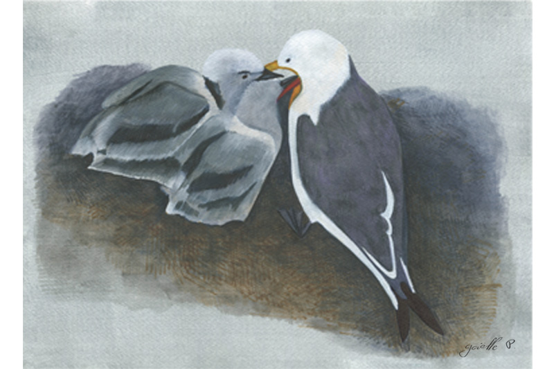 Mouette tridactyle Black-legged Kittiwake Œuvre sur papier Gaëlle Pelachaud