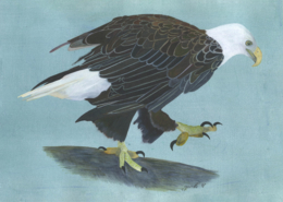 Pygargue à tête blanche White-headed Eagle Œuvre sur papier Gaëlle Pelachaud